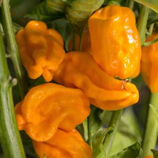 Chili, mild Numex Suave Orange - Capsicum chinense -...