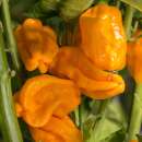 Chili, mild Numex Suave Orange - Capsicum chinense -...
