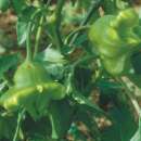 Chili scharf Rocotillo - Capsicum chinense - BIOSAMEN