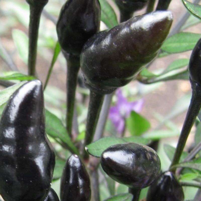 Chili, scharf Black Prince - Capsicum annuum - BIOSAMEN