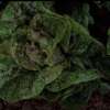 Kopfsalat Speckled Amish Butterhead - Lactuca sativa - BIOSAMEN