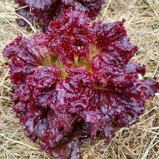 Pflücksalat Red Velvet - Lactuca sativa - BIOSAMEN