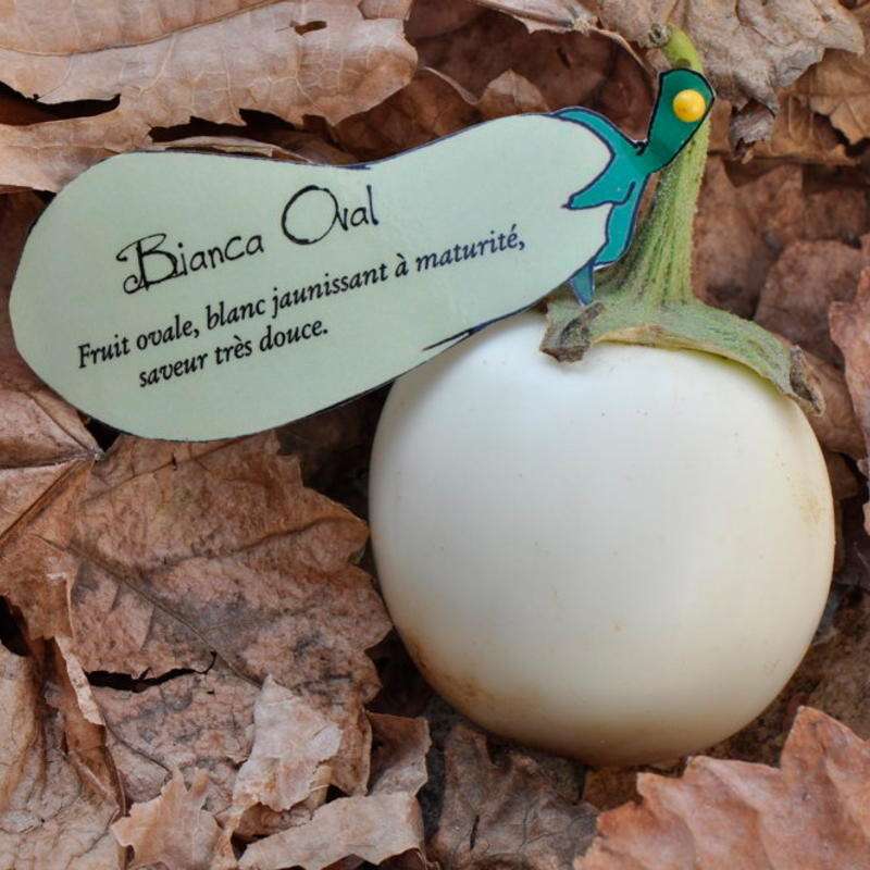 Aubergine, Eierfrucht Bianca Oval - Solanum melongena - BIOSAMEN