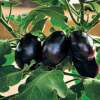Aubergine, Eierfrucht Dewako One Bite - Solanum melongena - BIOSAMEN