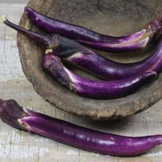 Aubergine, Eierfrucht Japanese Pickling - Solanum...