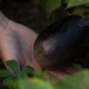 Aubergine, Eierfrucht Konasu - Solanum melongena - BIOSAMEN