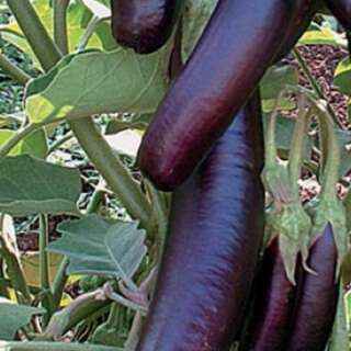 Aubergine, Eierfrucht Kurume Long Purple - Solanum melongena - BIOSAMEN