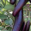Aubergine, Eierfrucht Kurume Long Purple - Solanum...