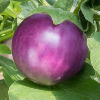 Aubergine, Eierfrucht Lao Lavender - Solanum melongena - BIOSAMEN