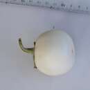 Aubergine, Eierfrucht Lao White - Solanum melongena -...
