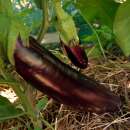 Aubergine, Eierfrucht Longue Violette de Naples - Solanum melongena - BIOSAMEN