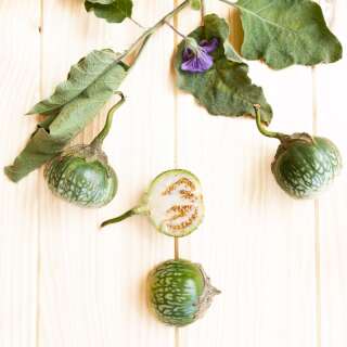 Aubergine, Eierfrucht Petch Siam - Solanum melongena -...