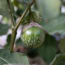 Aubergine, Eierfrucht Petch Siam - Solanum melongena -...
