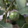 Aubergine, Eierfrucht Petch Siam - Solanum melongena - BIOSAMEN
