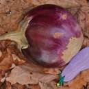 Aubergine, Eierfrucht Ronde Mauve - Solanum melongena -...