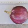 Aubergine, Eierfrucht Ronde Mauve - Solanum melongena - BIOSAMEN