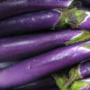 Aubergine, Eierfrucht Thai Long Purple - Solanum melongena - BIOSAMEN