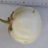 Aubergine, Eierfrucht Thai White Ribbed - Solanum melongena - BIOSAMEN