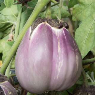 Aubergine, Eierfrucht Violette Pâle de Florence - Solanum melongena - BIOSAMEN