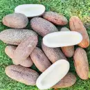 Concombre Empereur Alexandre / Kaiser Alexander - Cucumis...