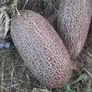 Concombre Empereur Alexandre / Kaiser Alexander - Cucumis...