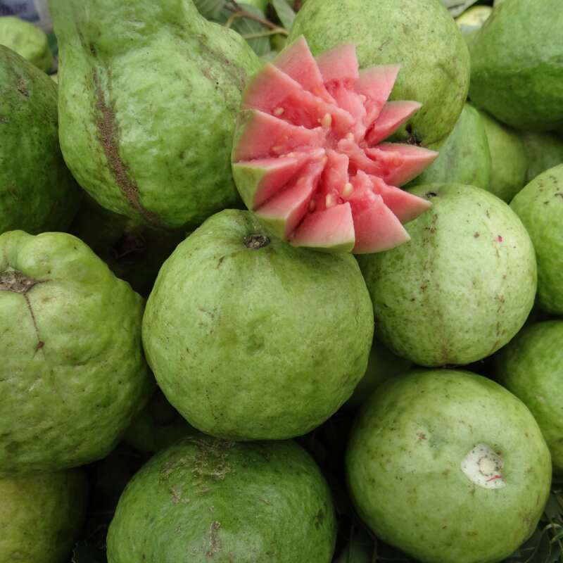 Guave, echte - Psidium guajava - Samen