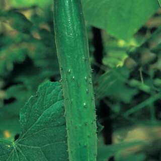 Gurke Long Vert Anglais - Cucumis sativus - BIOSAMEN