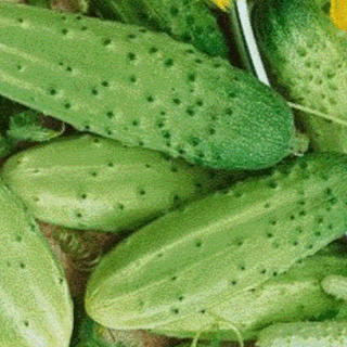 Gurke, Cornichon Amélioré de Bourbonne - Cucumis sativus - BIOSAMEN