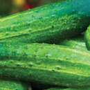 Gurke, Cornichon Amélioré de Bourbonne - Cucumis sativus - BIOSAMEN