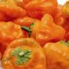 Chili Jamaican Hot Orange- Capsicum chinense - Samen