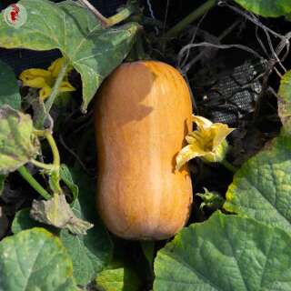 Kürbis Butternut Honey Nut - Cucurbita moschata - BIOSAMEN