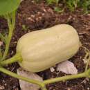 Kürbis Butternut Ponca - Cucurbita moschata - BIOSAMEN