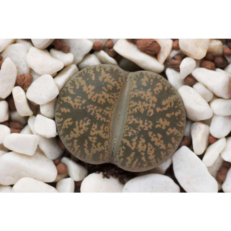 400x gemischten lebende Steine Lithops Samen sukkulente Getopfte Pflanzen V5V4 