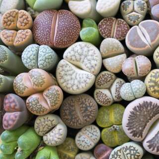 Lebende Steine Lithops Mischung - Lithops ssp - Samen