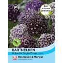 Bartnelke Purple Crown - Dianthus barbatus - Samen