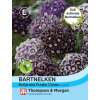 Bartnelke Purple Crown - Dianthus barbatus - Samen