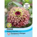 Zinnie Queeny Lime Red - Zinnia elegans - Samen