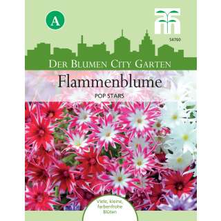 Sommerphlox Pop Stars Phlox drummondii - Samen