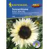 Sonnenblume ProCut  White Nite - Helianthus annuus - Samen