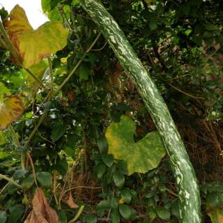 Zierkürbis Speckled Snake - Lagenaria siceraria - BIOSAMEN