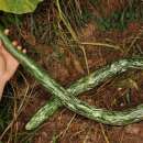 Zierkürbis Speckled Snake - Lagenaria siceraria -...