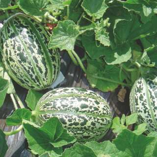 Melone, Zuckermelone De Lunéville - Cucumis melo - BIOSAMEN