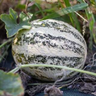 Melone, Zuckermelone De Lunéville - Cucumis melo -...