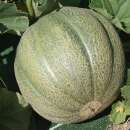 Melone, Zuckermelone De Montréal - Cucumis melo - BIOSAMEN