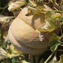 Melone, Zuckermelone Extra Early Nutmeg - Cucumis melo - BIOSAMEN