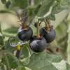 Wonderberry, Sunberry - Solanum burbankii - BIOSAMEN