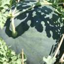 Wassermelone Di Faenza - Citrullus lanatus - BIOSAMEN