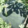 Wassermelone Di Faenza - Citrullus lanatus - BIOSAMEN