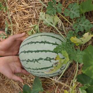Wassermelone, gelb Early Moon Beam - Citrullus lanatus -...