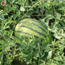 Wassermelone, gelb Early Moon Beam - Citrullus lanatus - BIOSAMEN